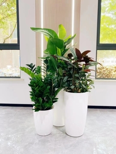 探寻宁波鄞州盆景租摆，满足你对绿色空间的向往